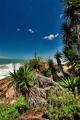 plantas de florianopolis