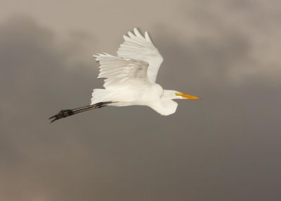 birds_at_wetlands