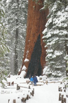 Mariposa Grove