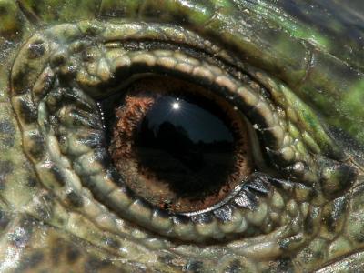 green lizard's eye
