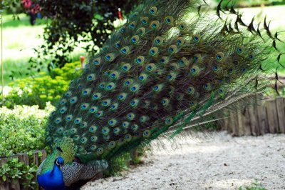 dancing peacock--08 Parc Floral of Paris