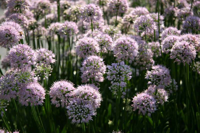 Allium Blossoms