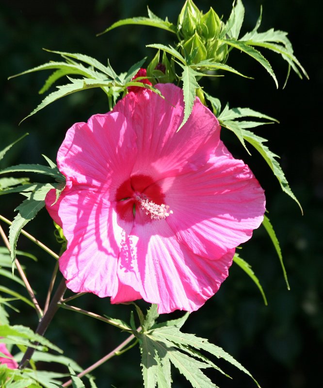 Hibiscus - Robert Wagner Jr Park