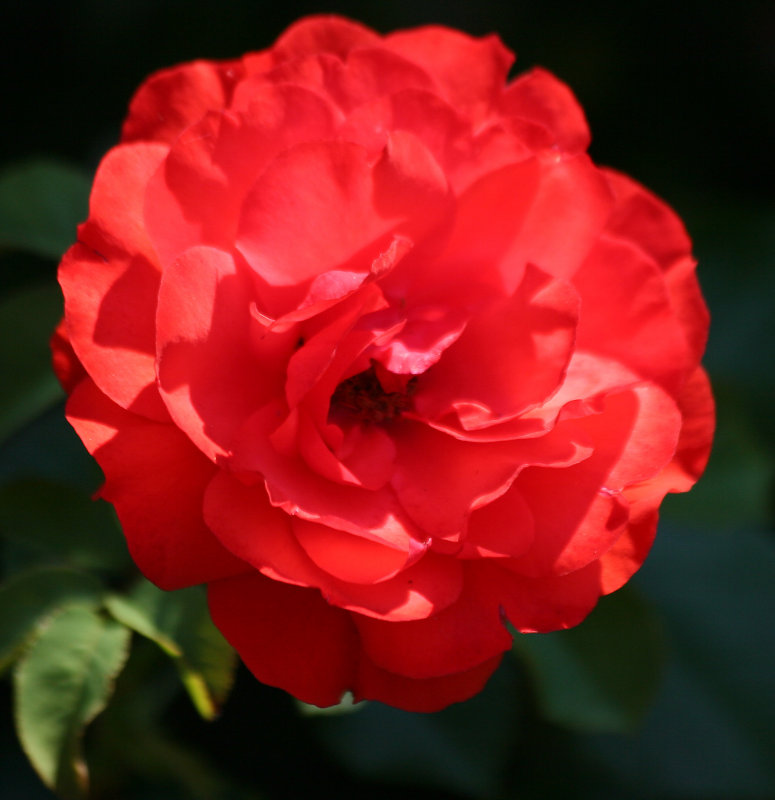 Rose - Robert Wagner Jr Park