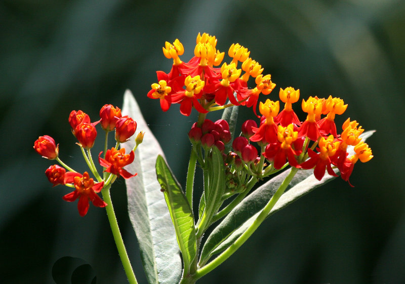 Asclepias - Robert Wagner Jr Park