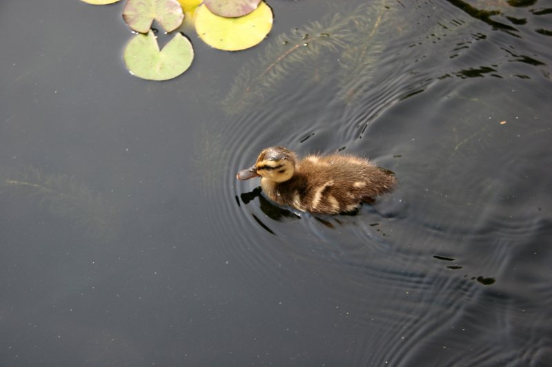 Duck - Lily Pond Area