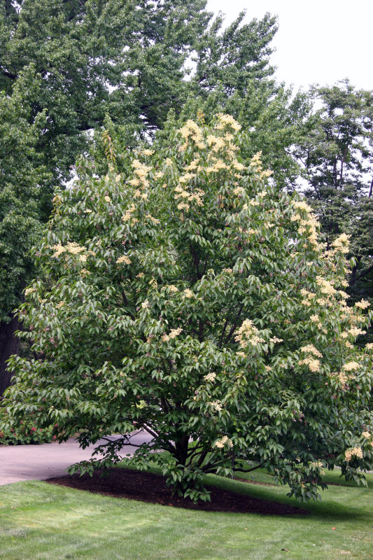 Pearl Bloom Tree - Conservatory Gardens