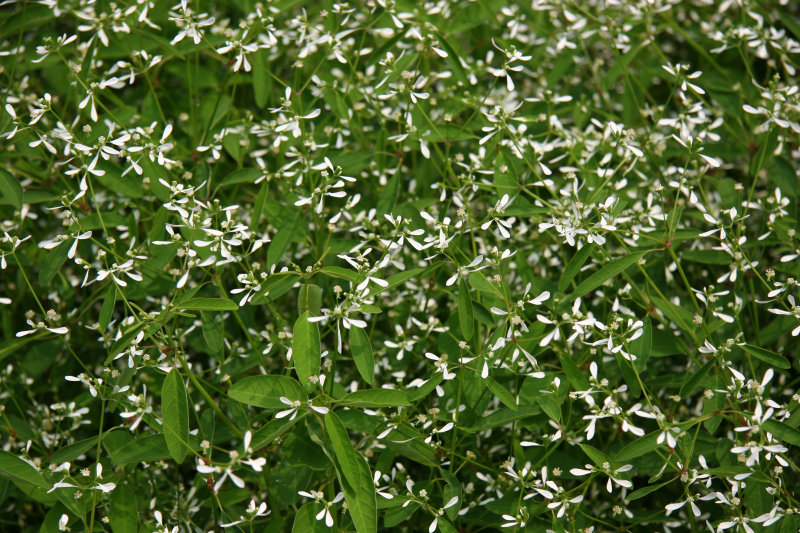 Spurge Diamond Frost - Conservatory Gardens