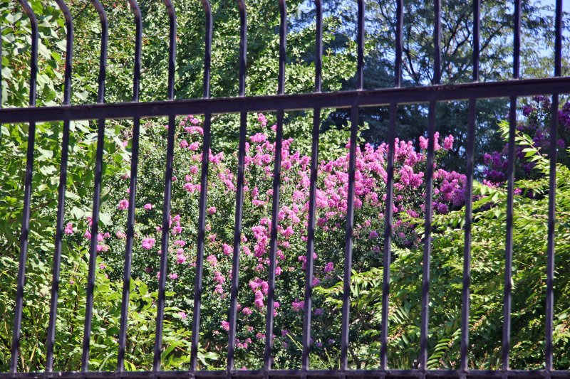 Crepe Myrtle Blossoms & Garden View