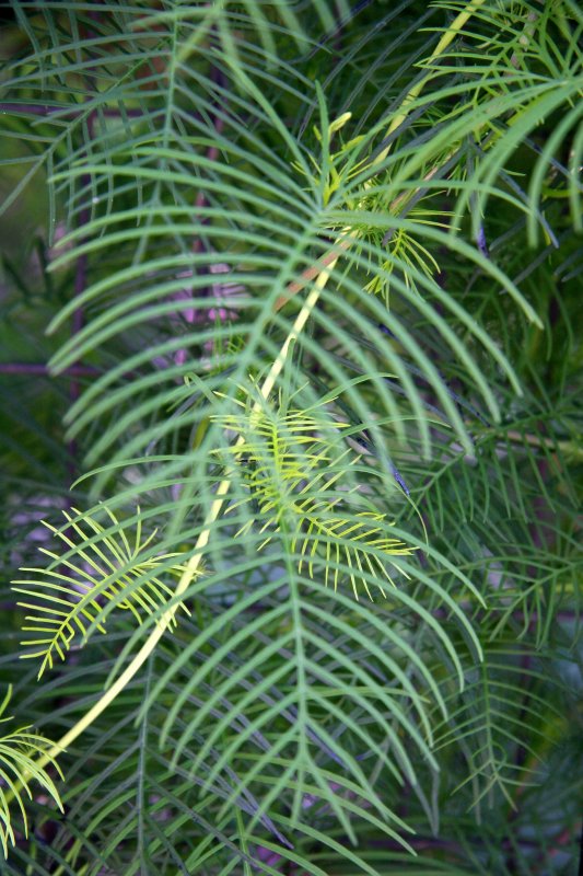 Ipomoea quamoclit or Cypress Vine Cardinal Climber Foliage