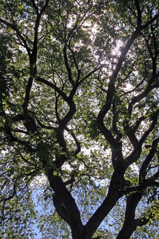 Hare Krishna Tree - American Elm