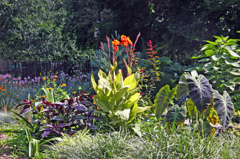 Garden