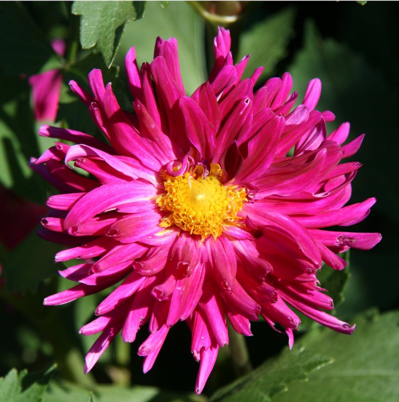 Dahlia - Home Gardens