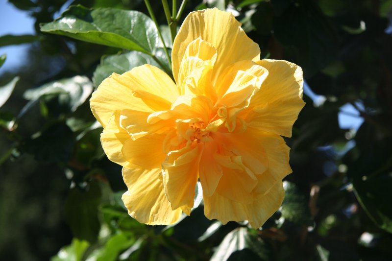 Hibiscus - Home Gardens