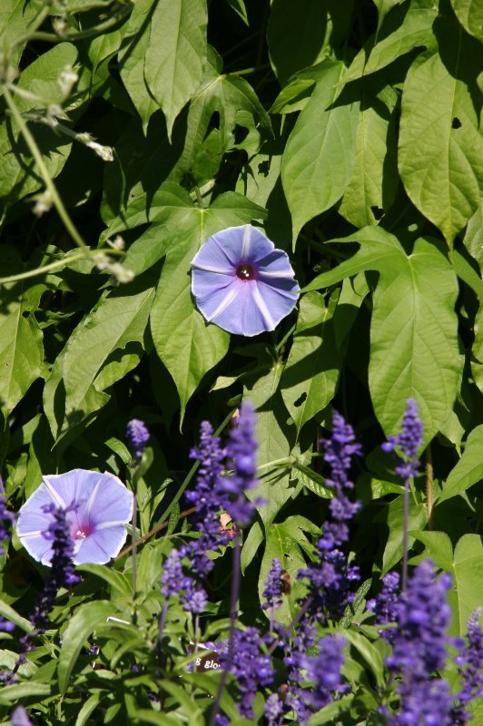 Morning Glories - Conservatory Gardens