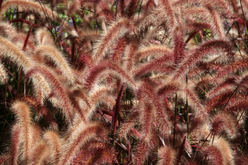 Grass - Conservatory Gardens