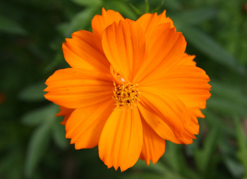 Cosmos