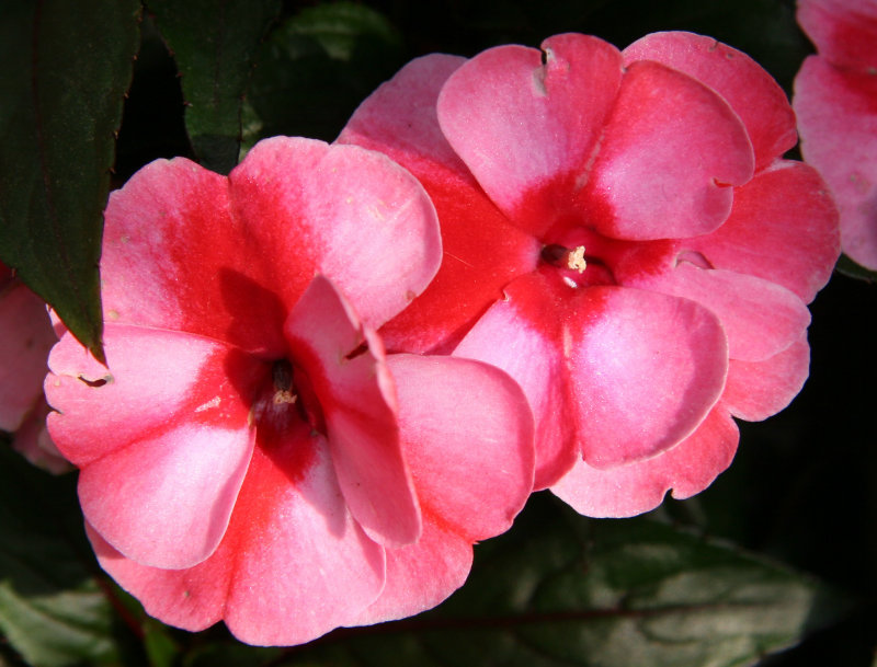 Impatiens