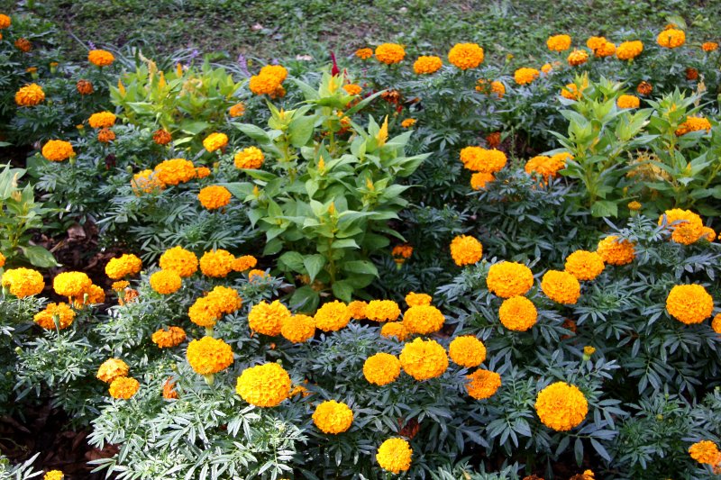 Marigolds