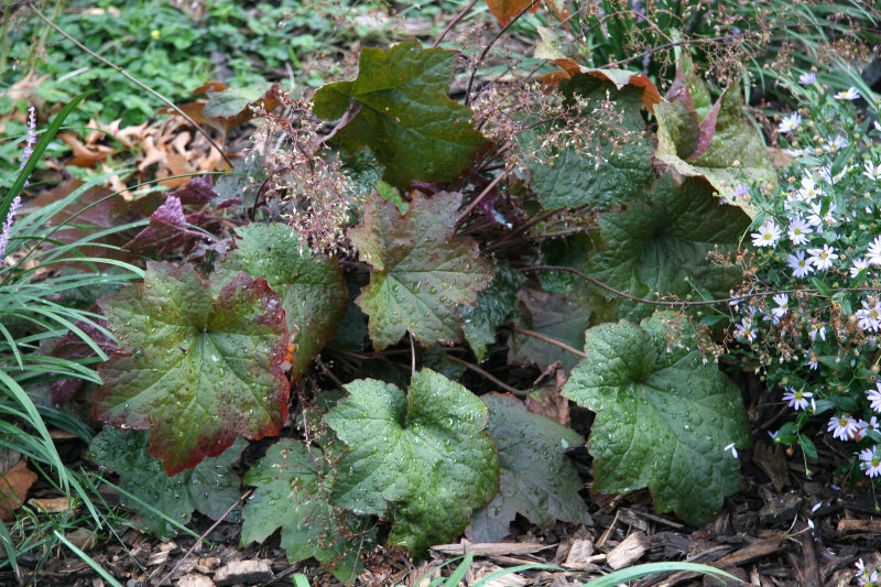 Coral Bell Foliage