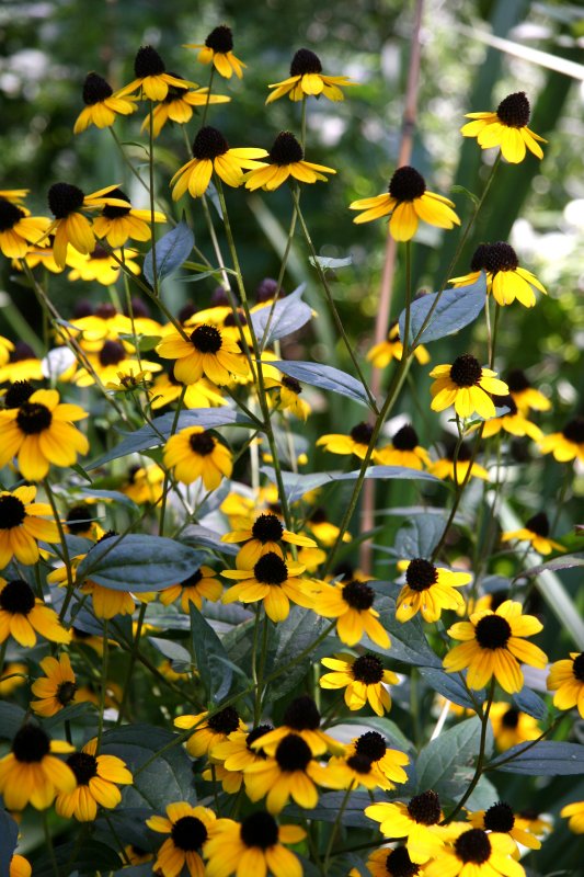 Blackeyed Susans - Liz Christy Garden