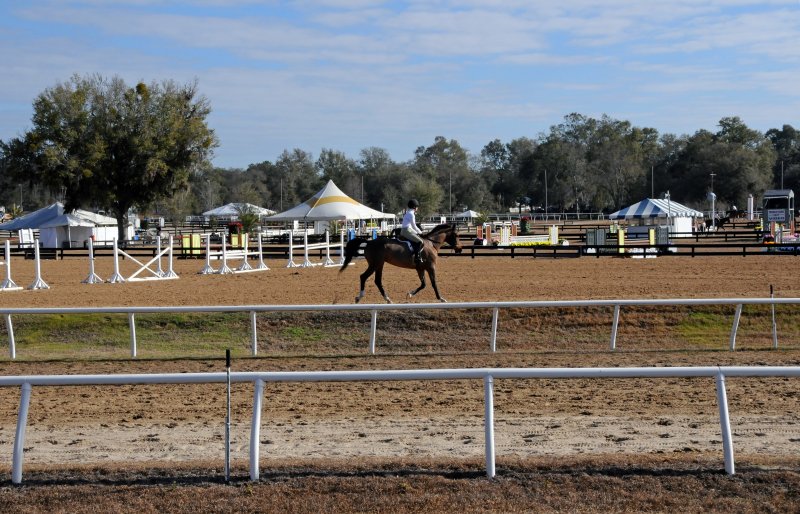 Horses in the Sun Show Preparations