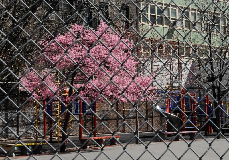 Prunus Tree Blossoms at P.S. 41 Playground