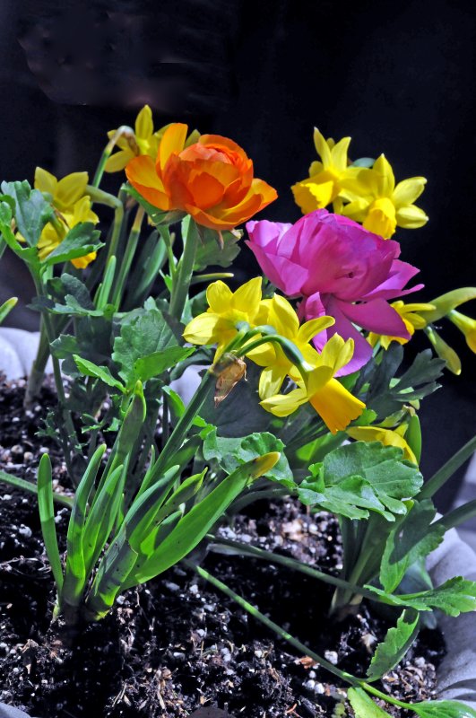 Spring Flowers