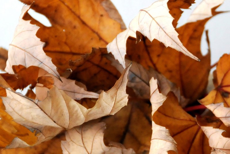 Maple Leaves