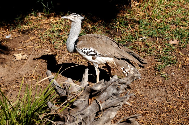 Wild Animal Park