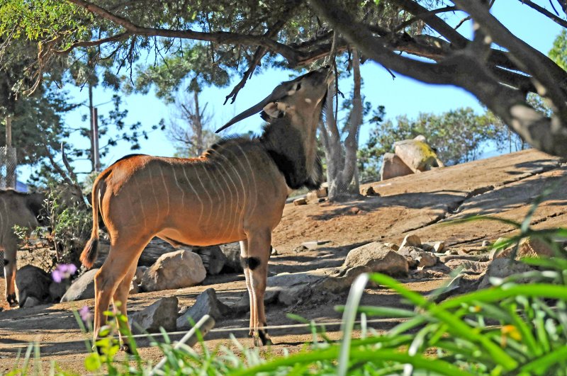 Wild Animal Park