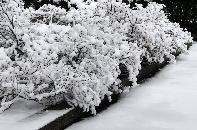 Winter Snow