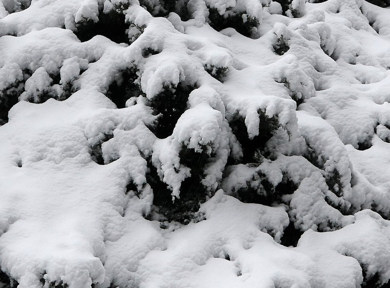 Winter Snow
