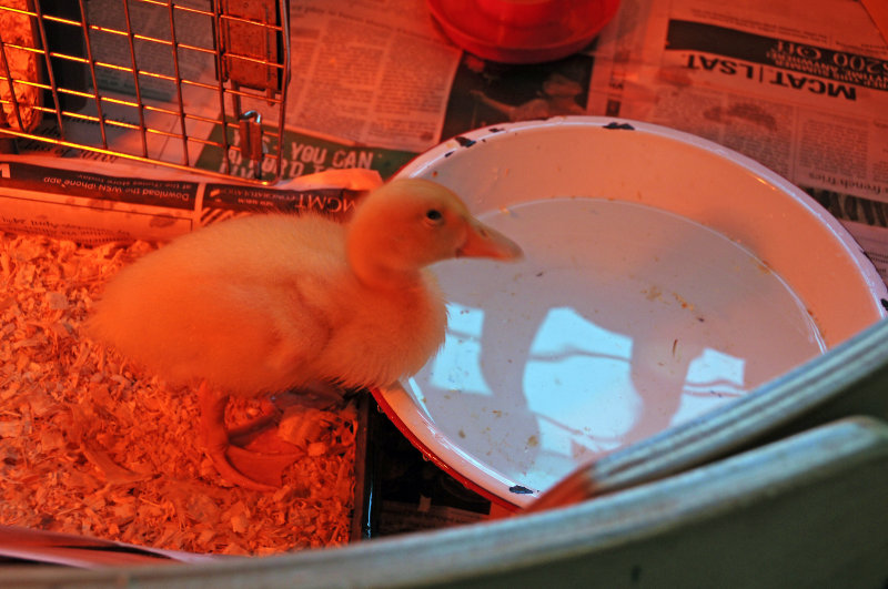 Duckling Day at Waldorf School Kindergarten Class