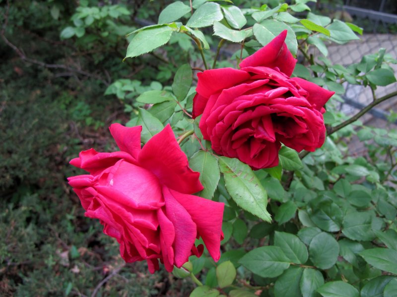 Red Roses