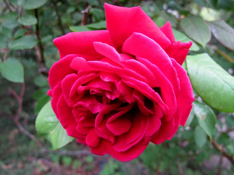 Red Rose