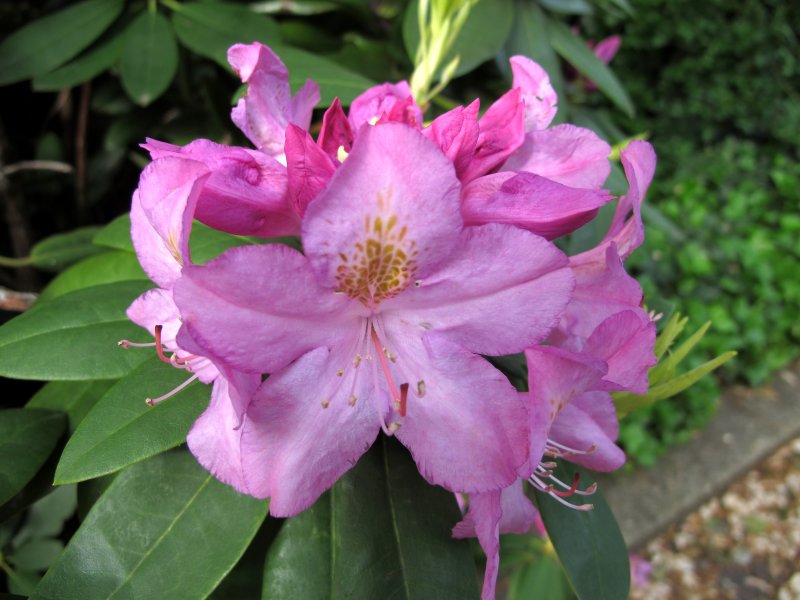 Rhododendron Blossoms