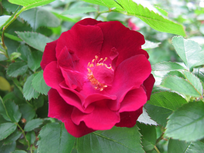 Red Rose