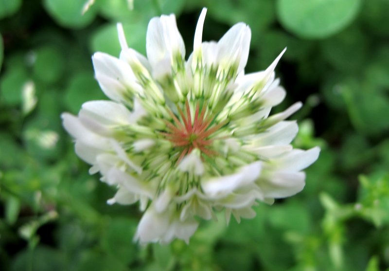 Clover Blossom