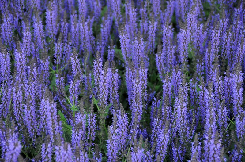 Blue Salvia Flower Bed