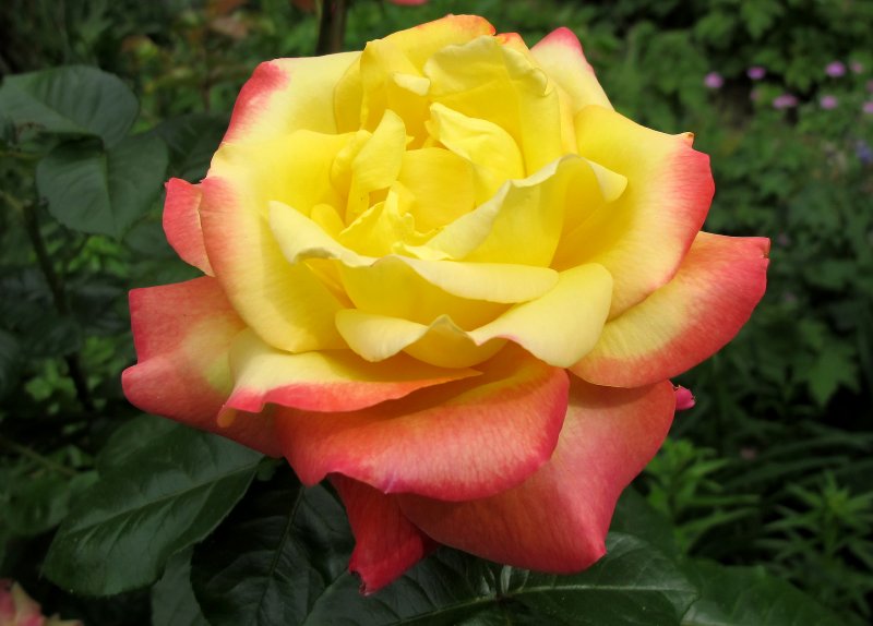 Rosa - Love & Peace