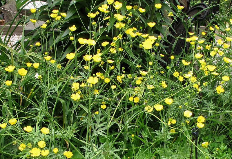 Unknown Yellow Flowers on a Garden Path