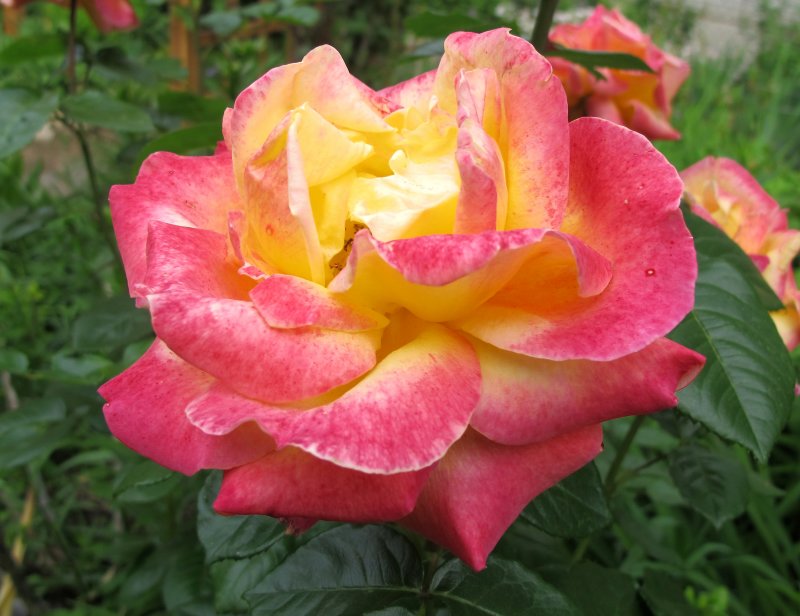 Rosa - Love & Peace