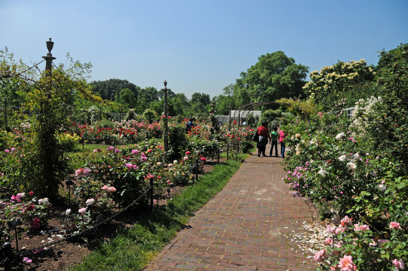 Rose Garden