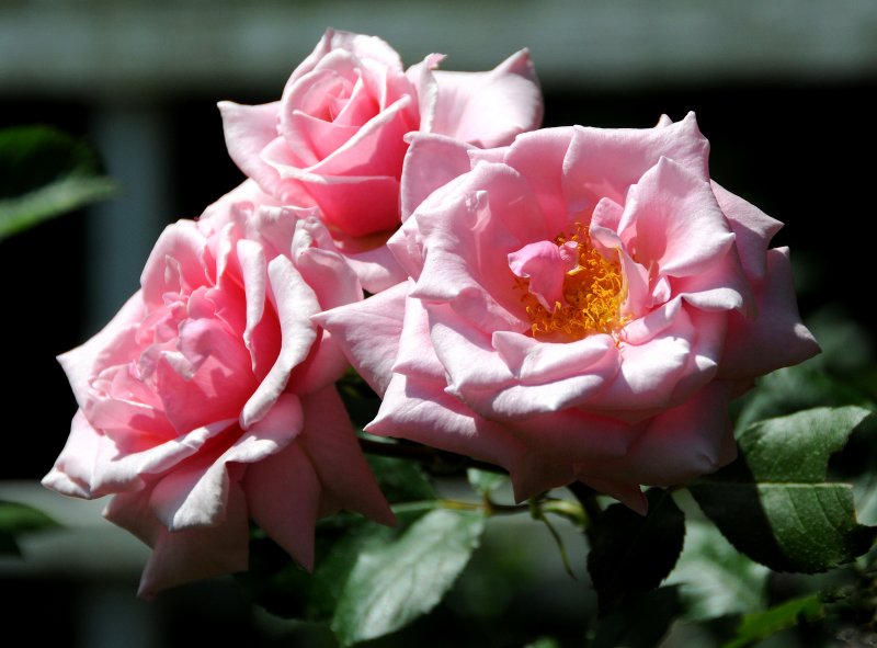 Rose Garden
