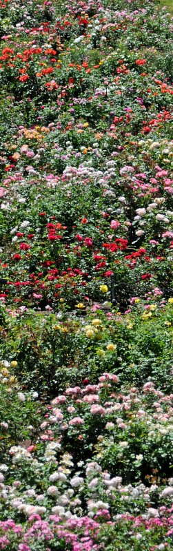 Rose Garden