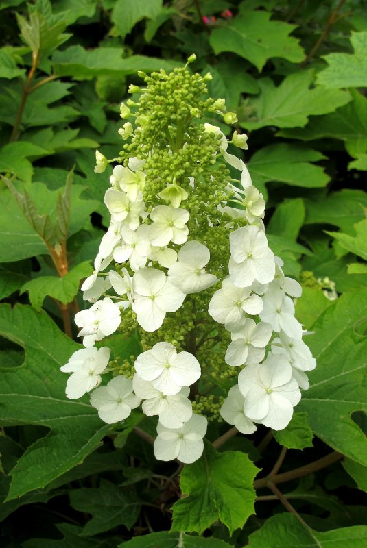 Hydrangea Blossoms