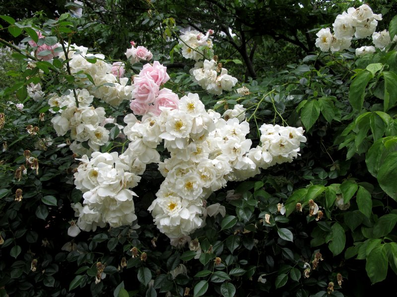 Rose Blossoms