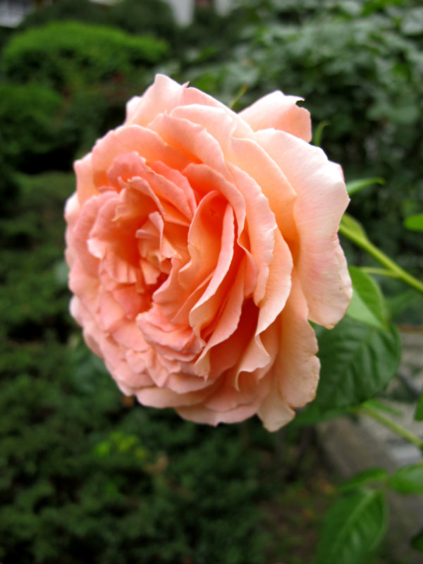 Rose Blossoms