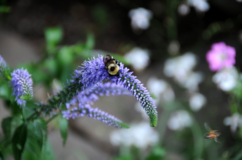Bee on a Lysimachia Blossom - Greenstreet Garden